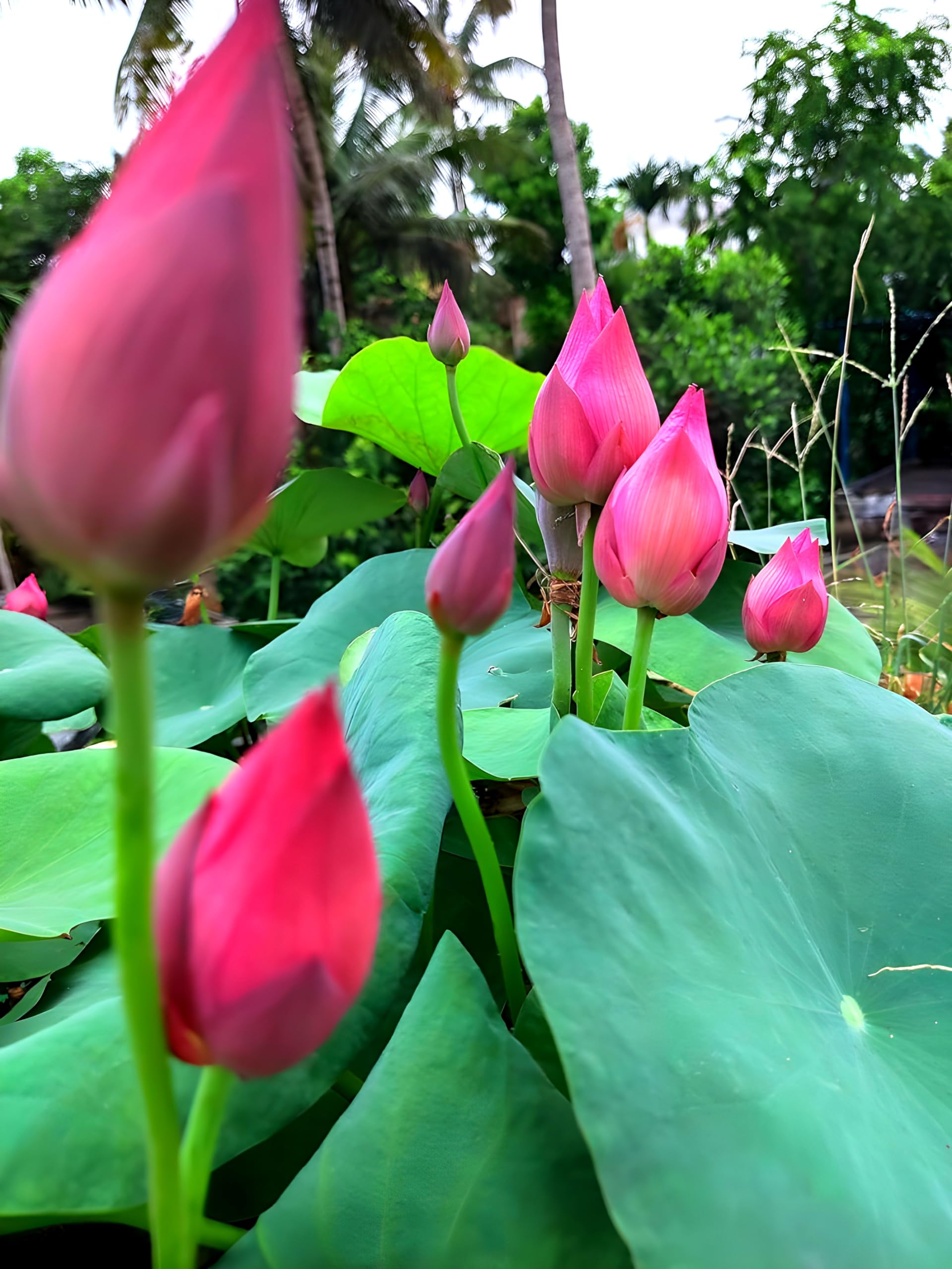 Pink Lotus Live Plant