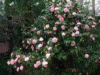 Pink Camellia Flower | Pink Camellia Plant