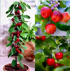 Barbados Cherry Fruit | Cherry Plant