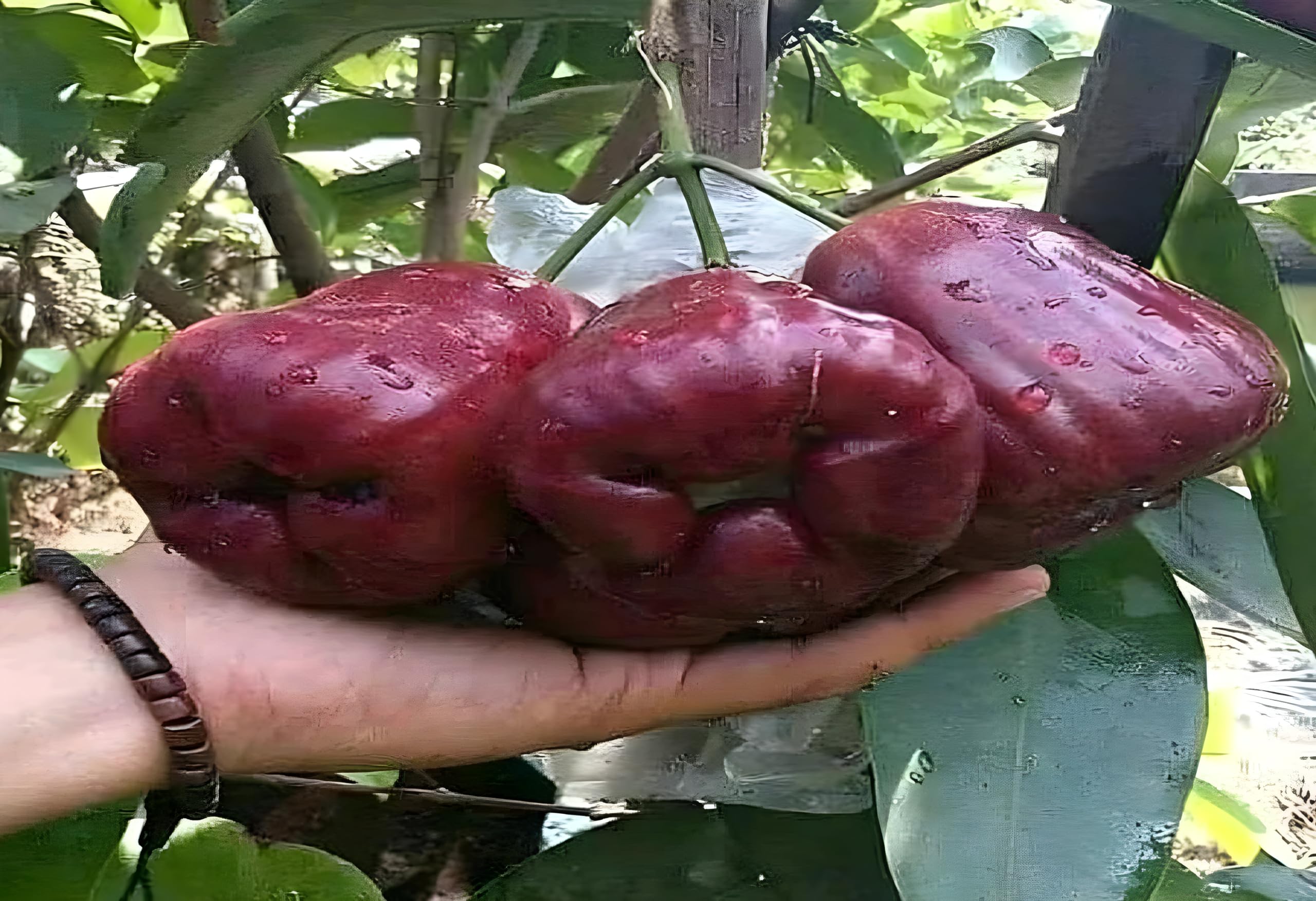 Water Apple Fruit | Water Apple Plant
