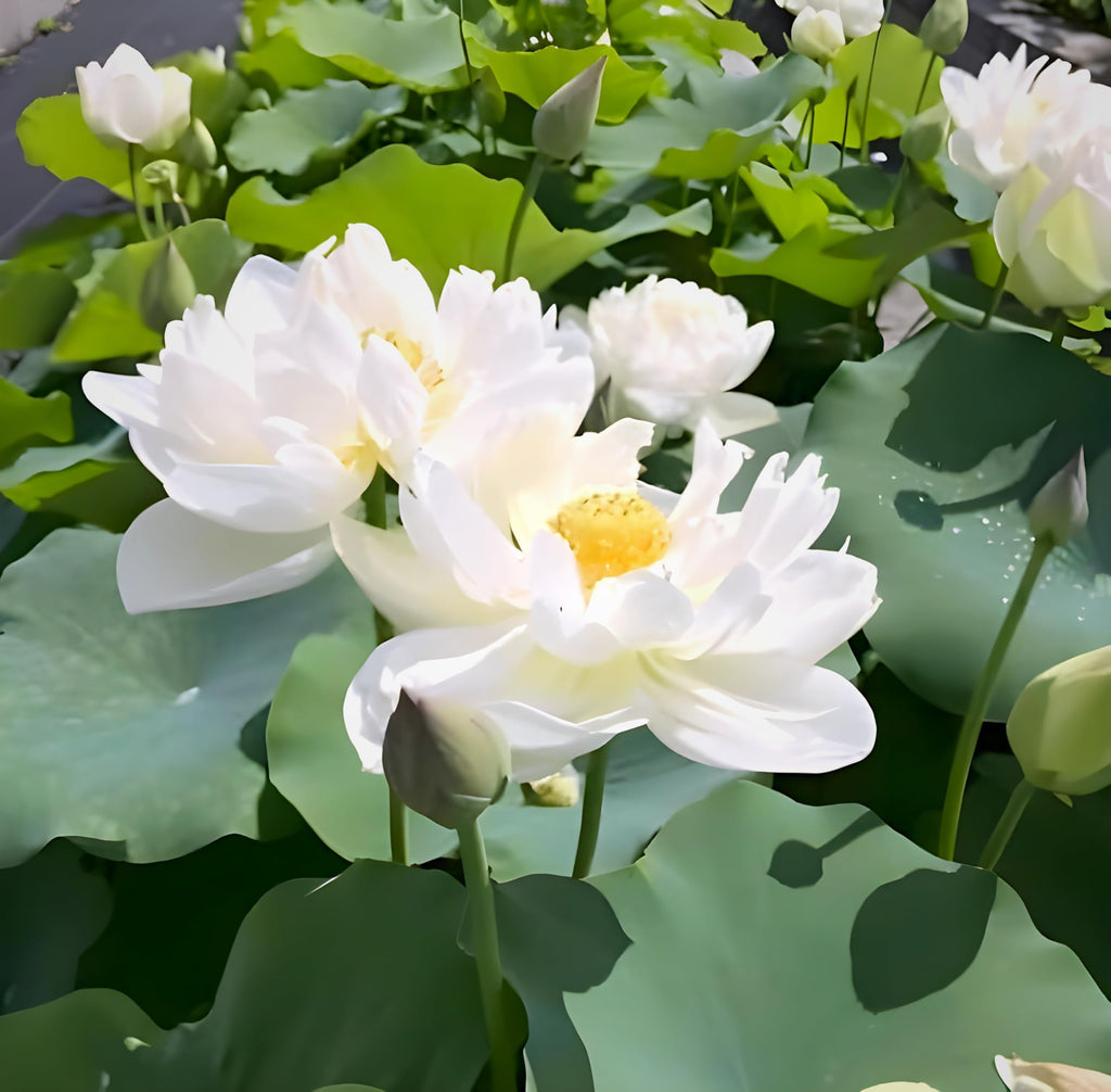 White lotus flower plant
