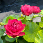 Red Lotus Flower | Water Lily Plant