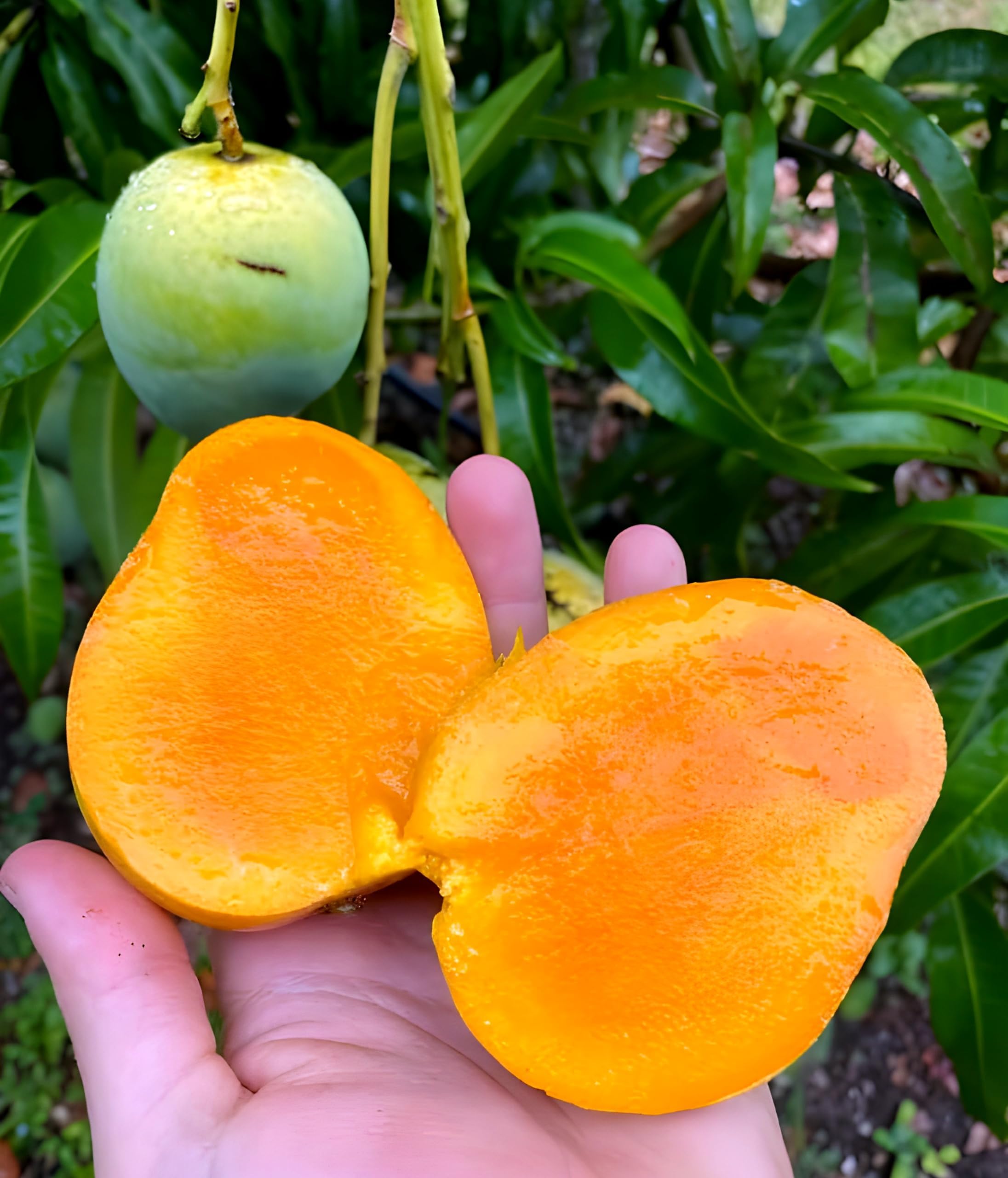 Malda Mango | Red Mango Plant