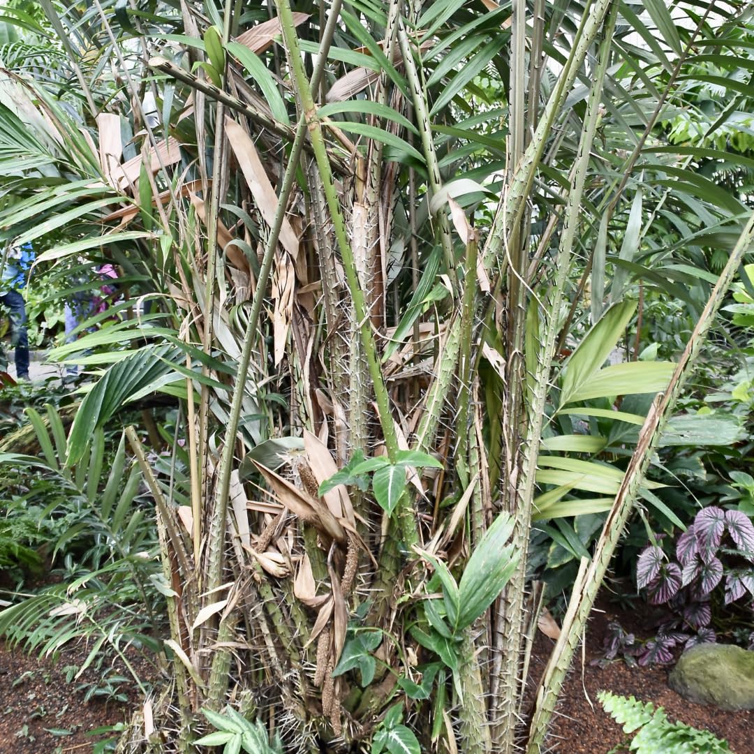 Snake Fruit | Snake Fruit Plant
