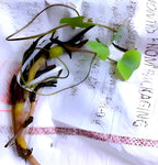 Yellow Lotus Live Plant