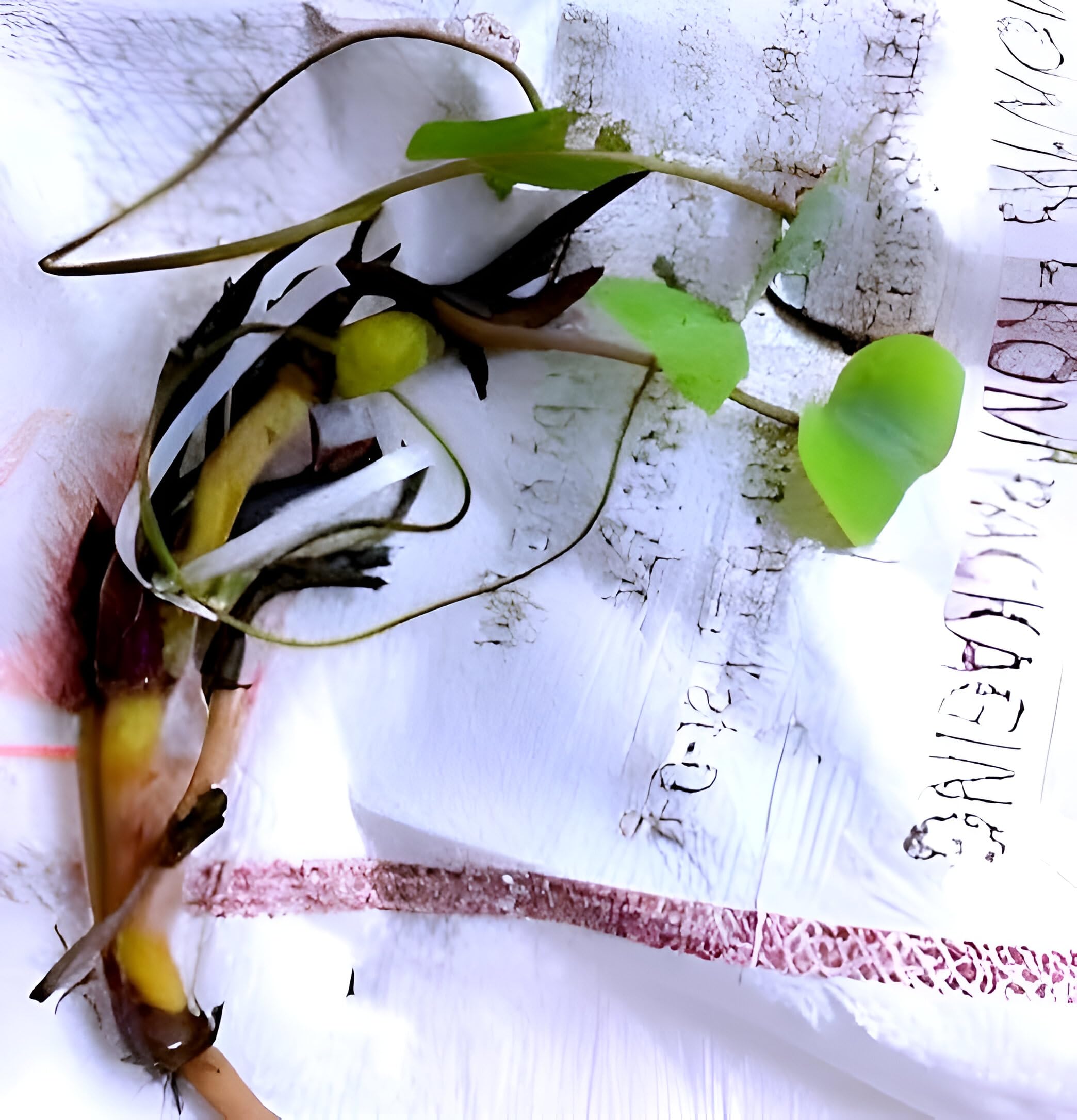 Yellow Lotus Live Plant