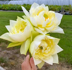 Yellow Lotus Live Plant