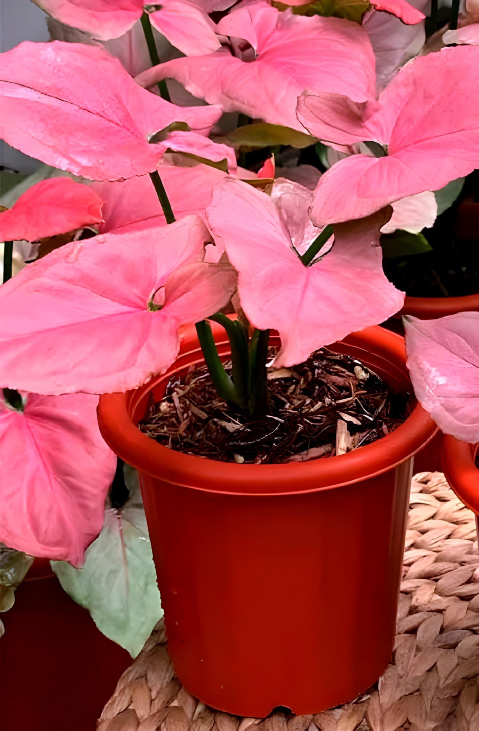 Arrowhead Plant | Pink Syngonium Plant