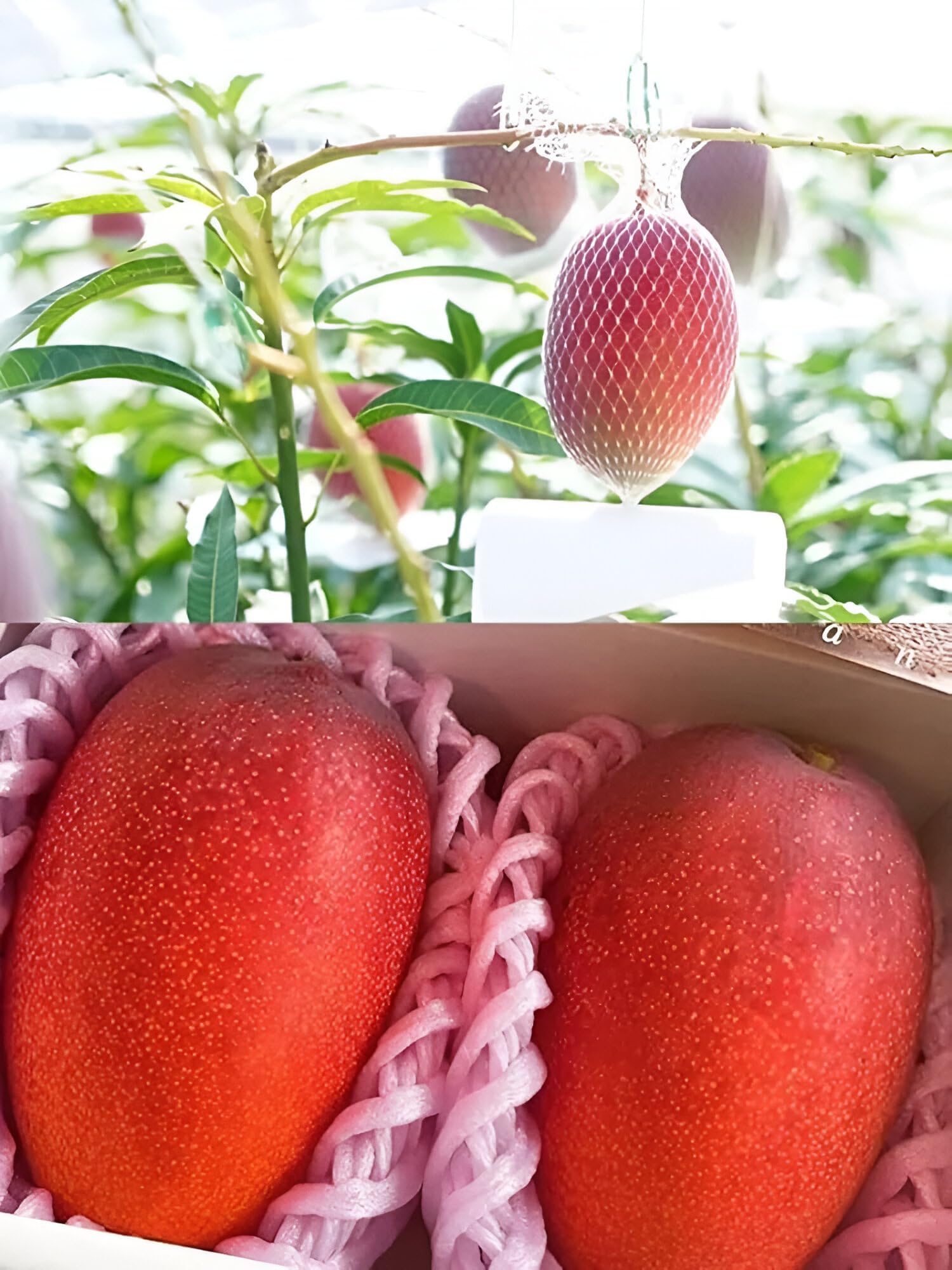 Miyazaki Mango Fruit | Miyazaki Mango Plant