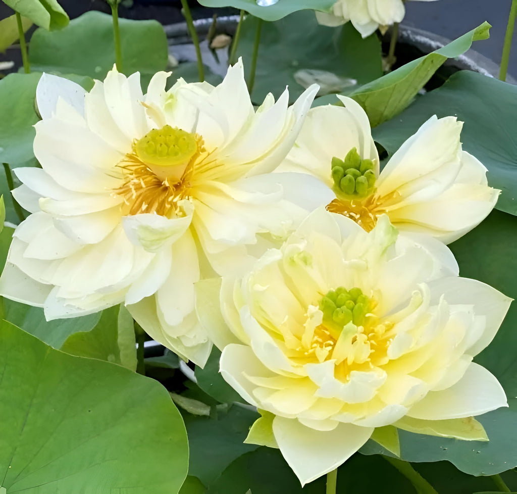Yellow Lotus Live Plant