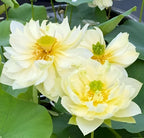 Yellow Lotus Live Plant