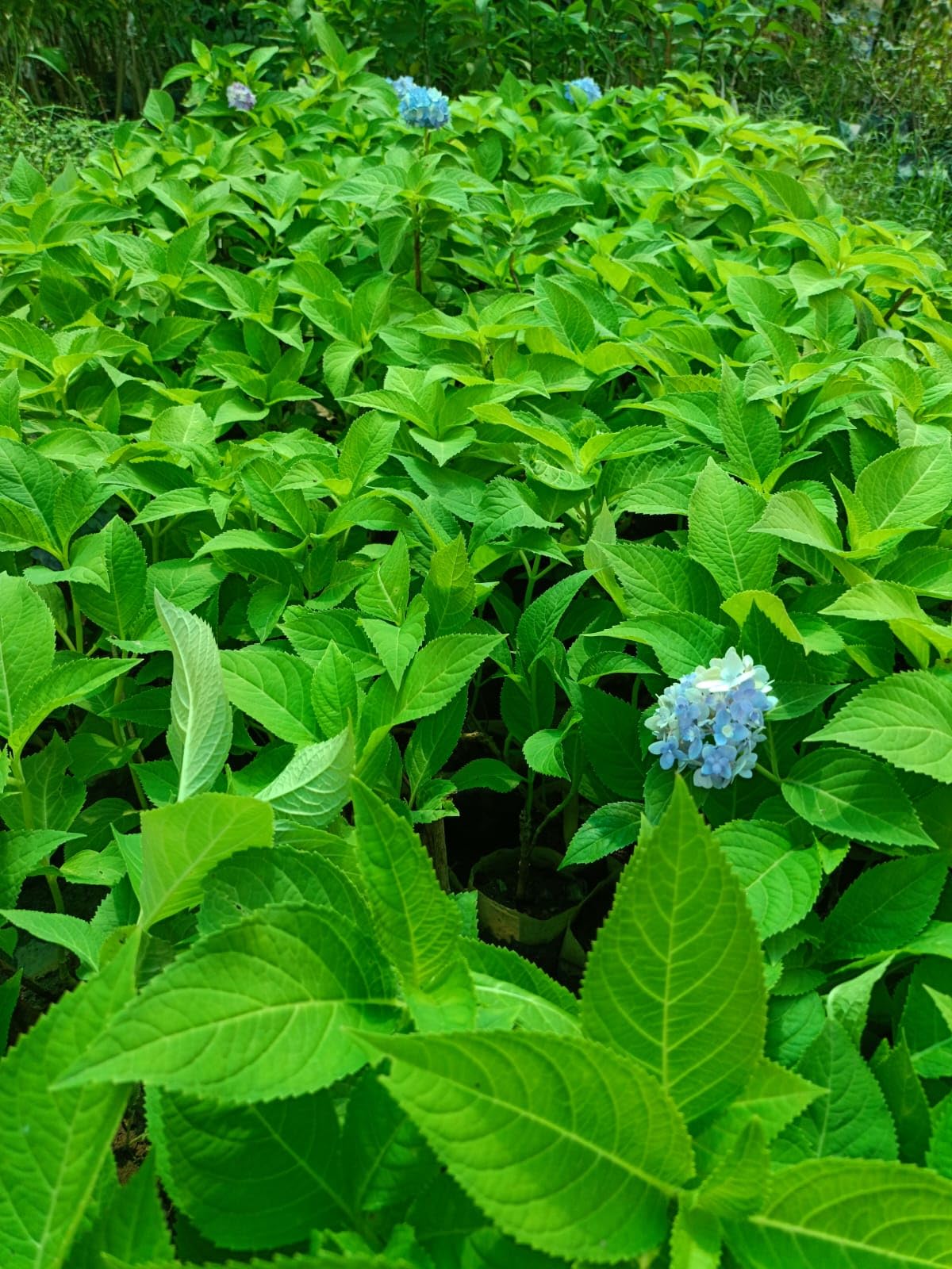 Hydrangea Flower  (Dark Purple Colour) | Hydrangea Plant