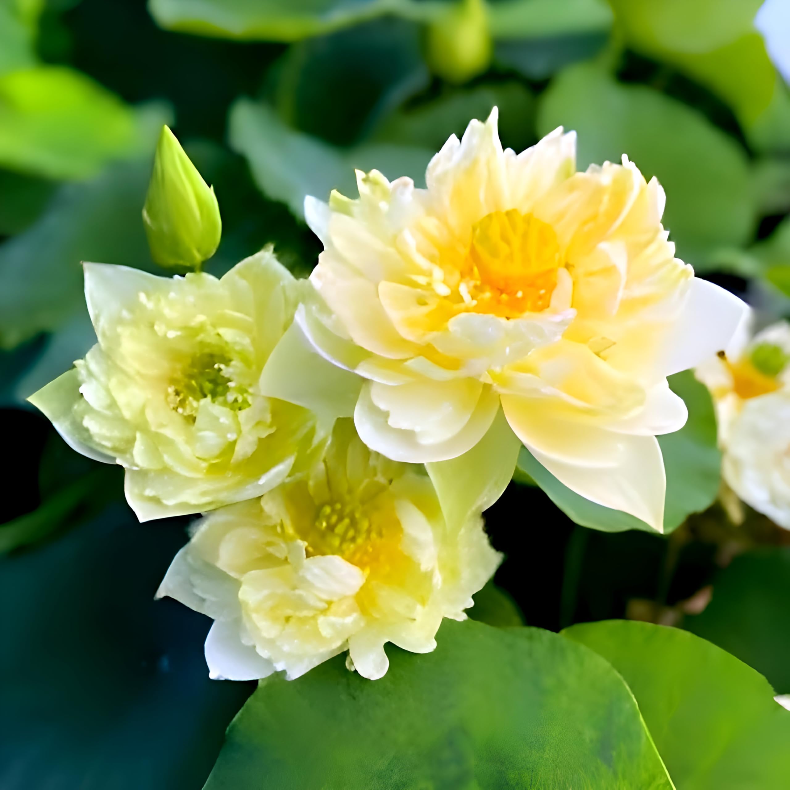 Yellow Lotus Live Plant
