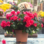 Red Azalea Flower | Red Azalea Plant