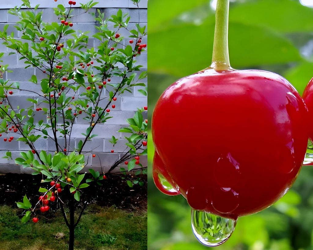 Barbados Cherry Fruit | Cherry Plant
