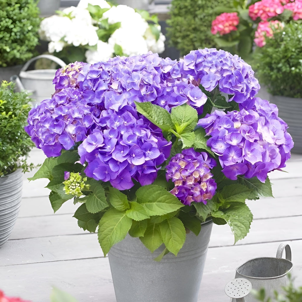 Hydrangea Flower  (Dark Purple Colour) | Hydrangea Plant