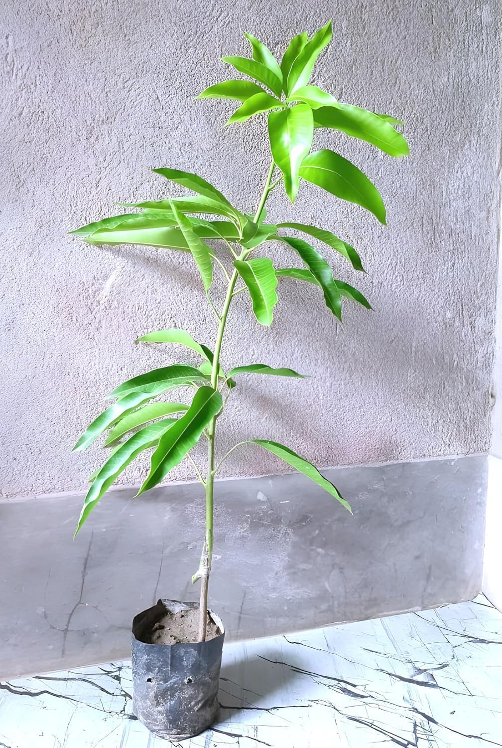 Miyazaki Mango Fruit | Miyazaki Mango Plant