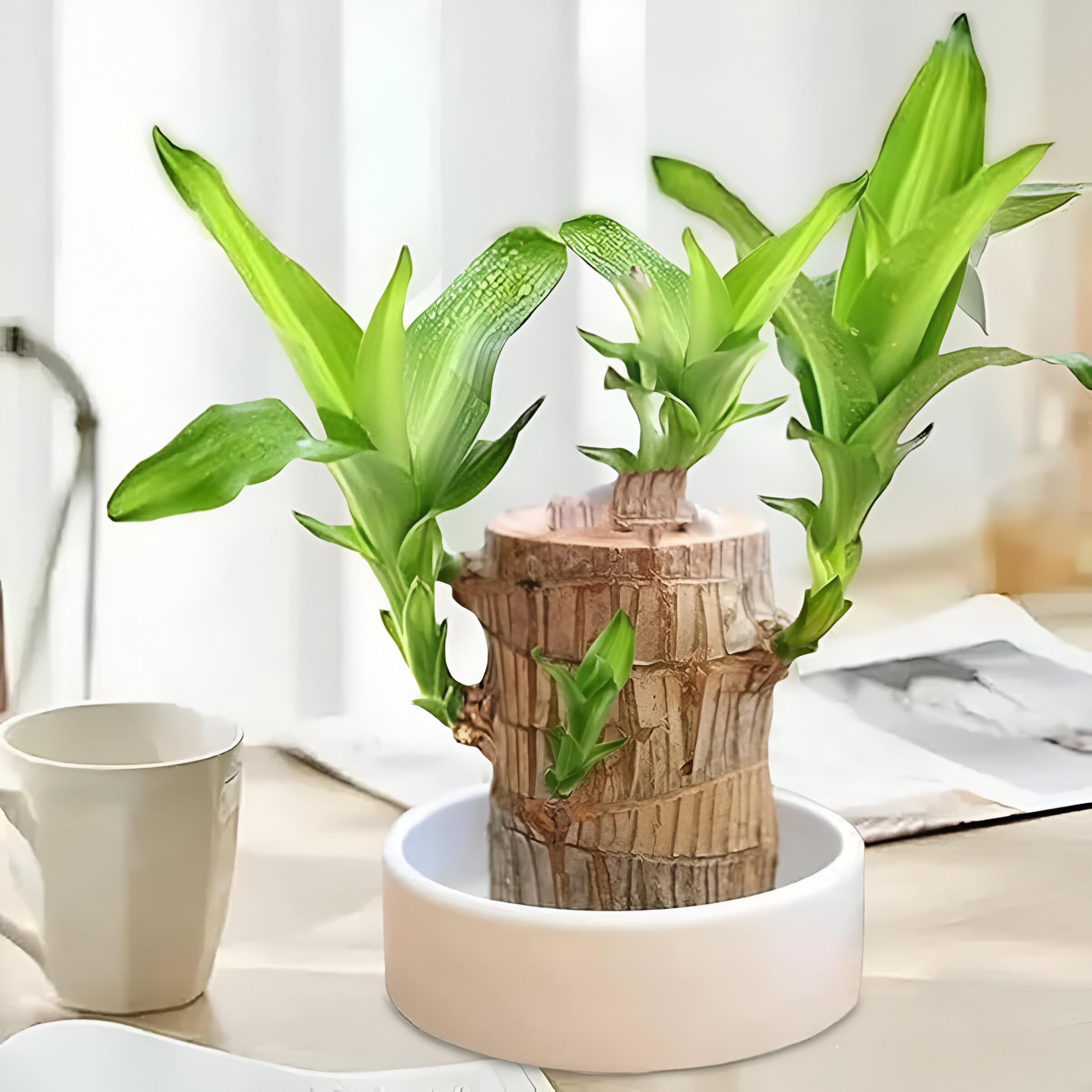 Brazilian wood indoor plant Pack of 2