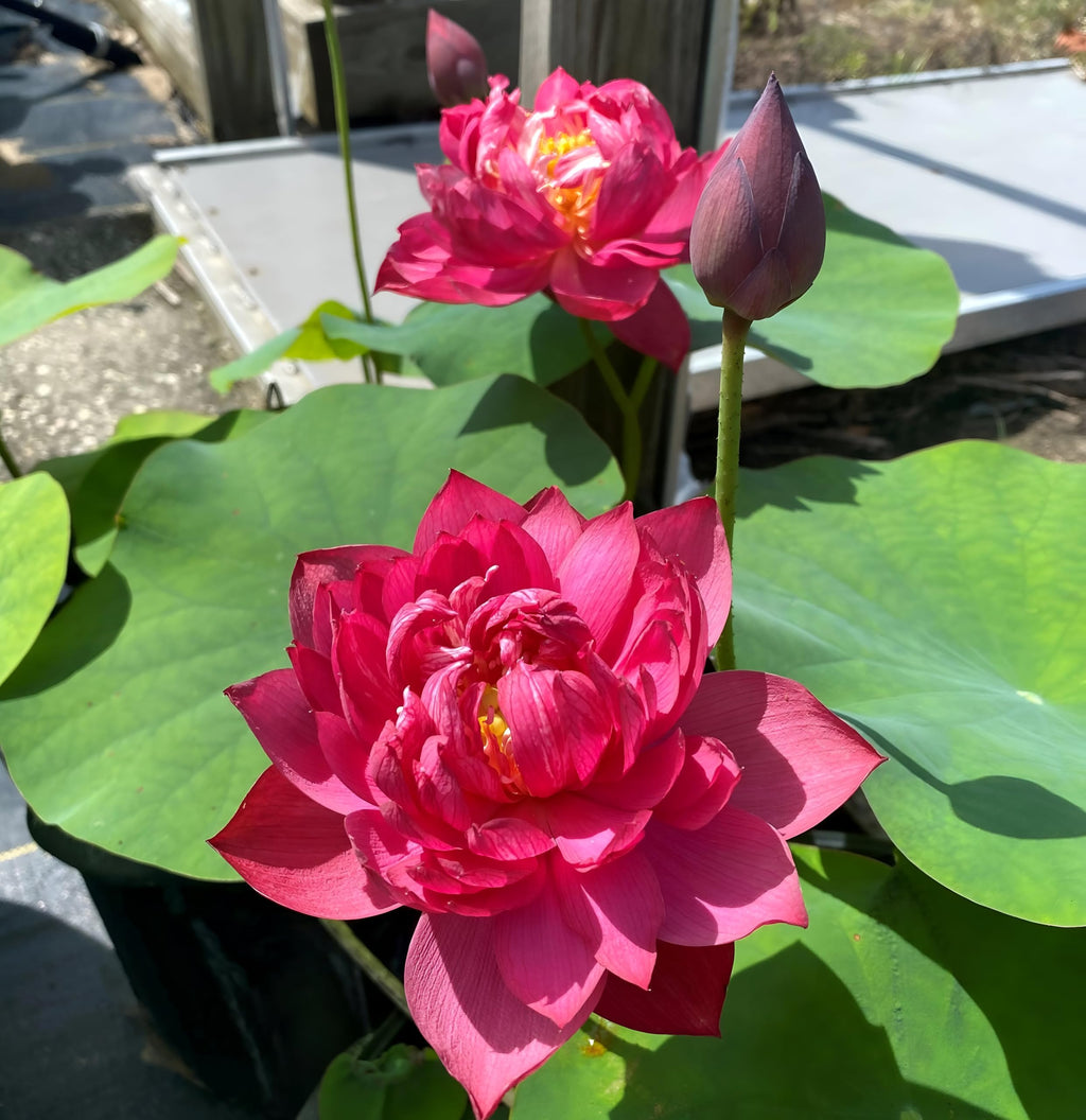 Red Lotus Flower | Water Lily Plant