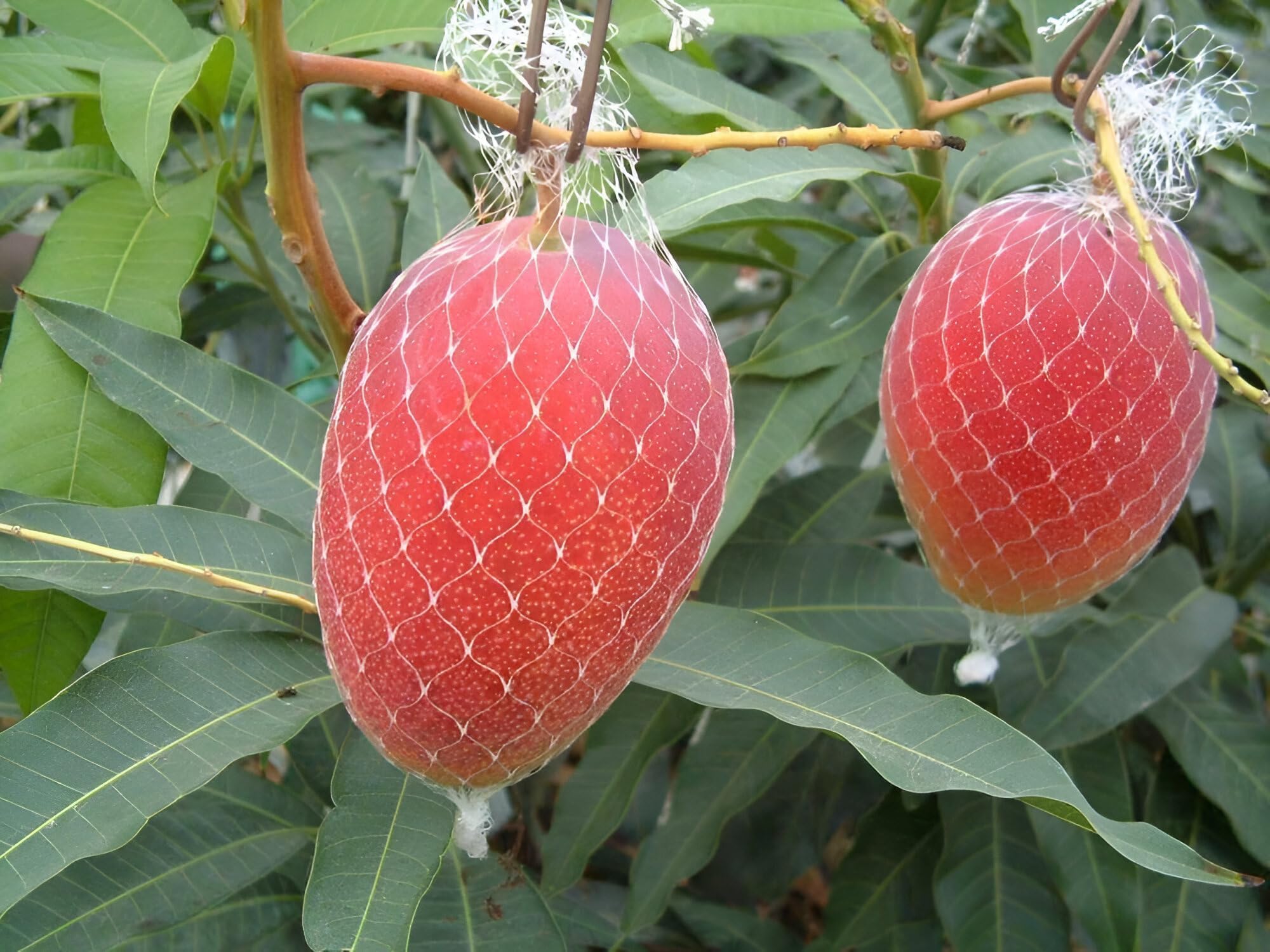 Miyazaki Mango Fruit | Miyazaki Mango Plant
