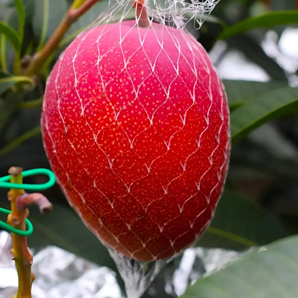 Miyazaki Mango Fruit | Miyazaki Mango Plant