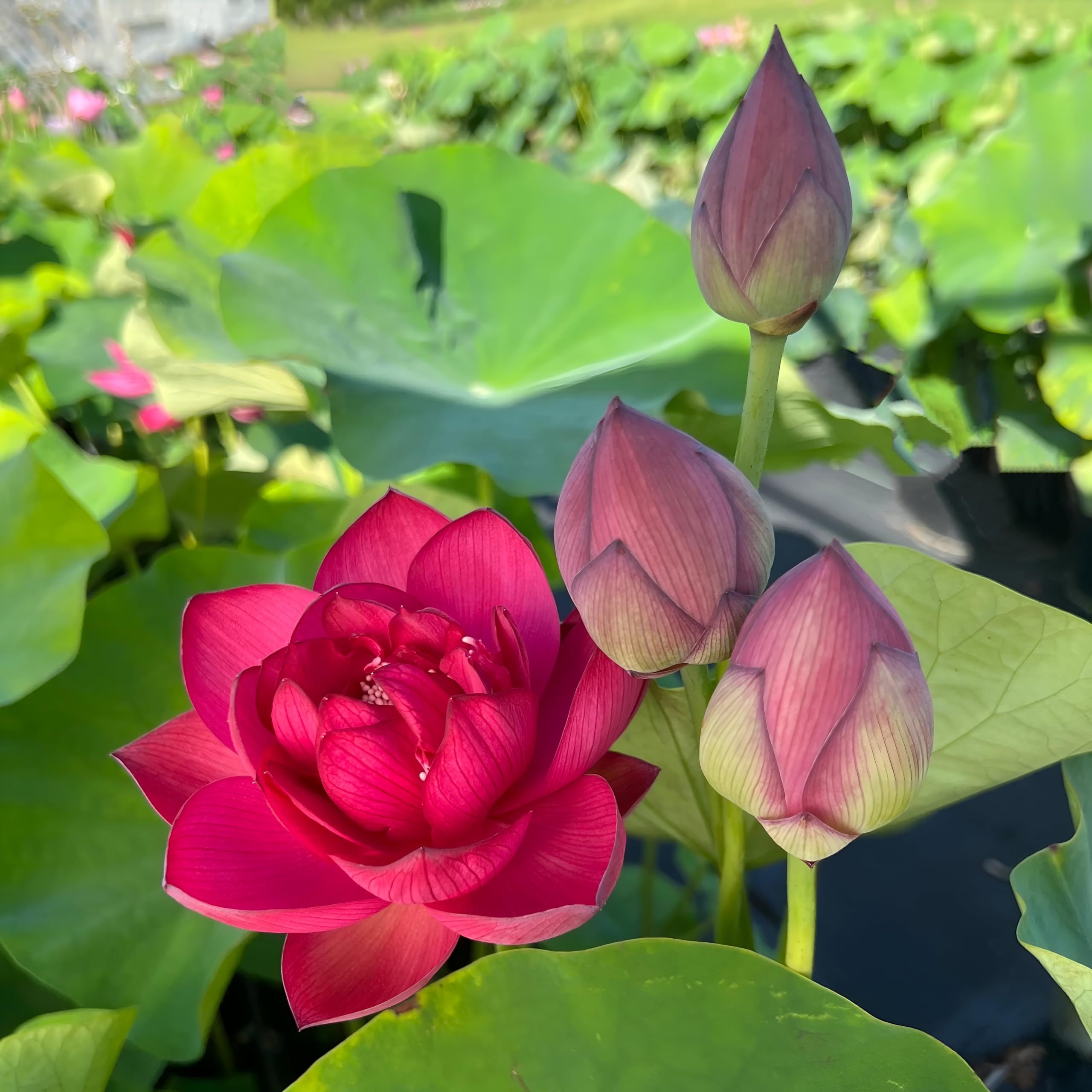 Red Lotus Flower | Water Lily Plant