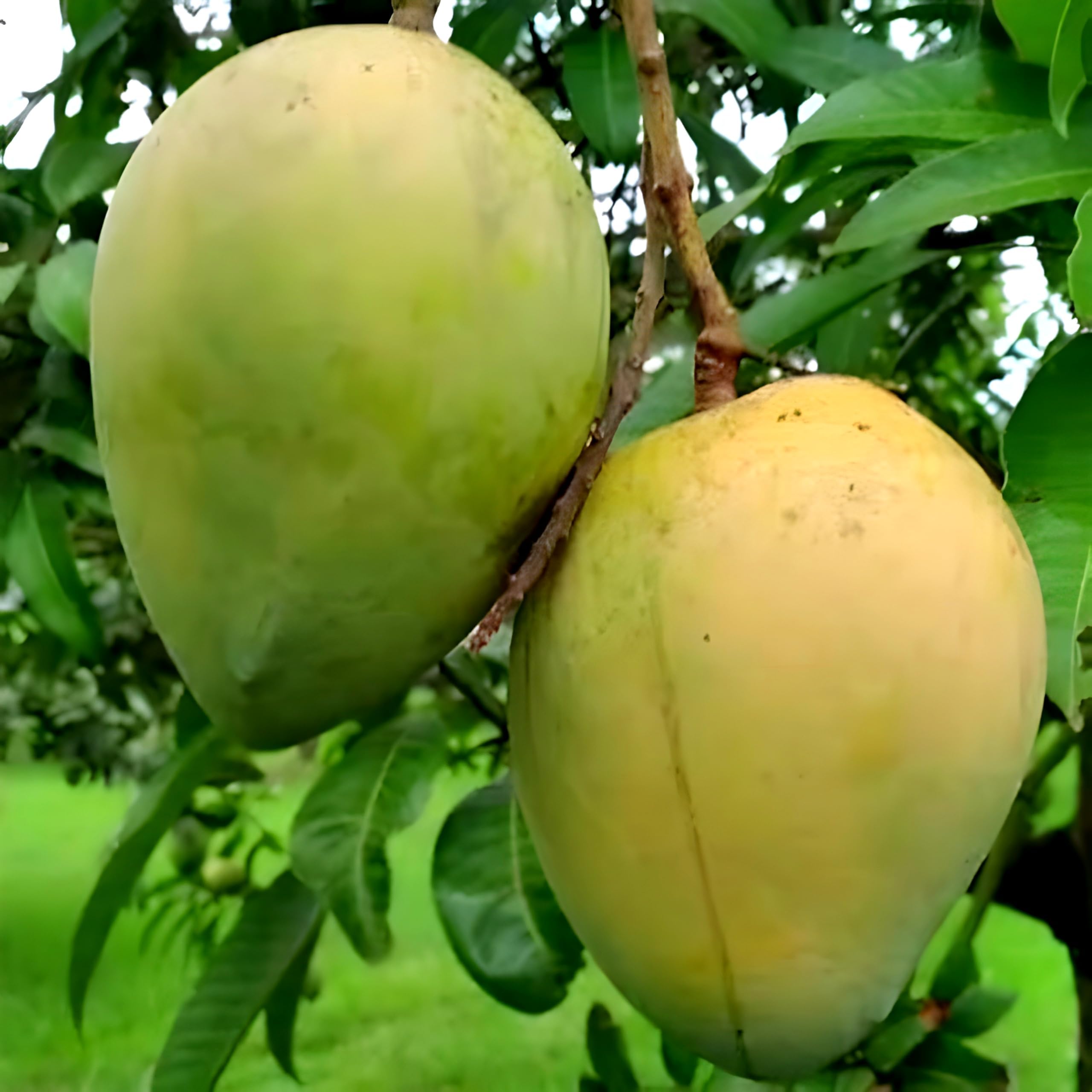 Malda Mango | Red Mango Plant