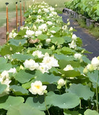 White lotus flower plant
