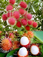 Red Rambutan Tropical Fruit | Red Rambutan Tropical Plant