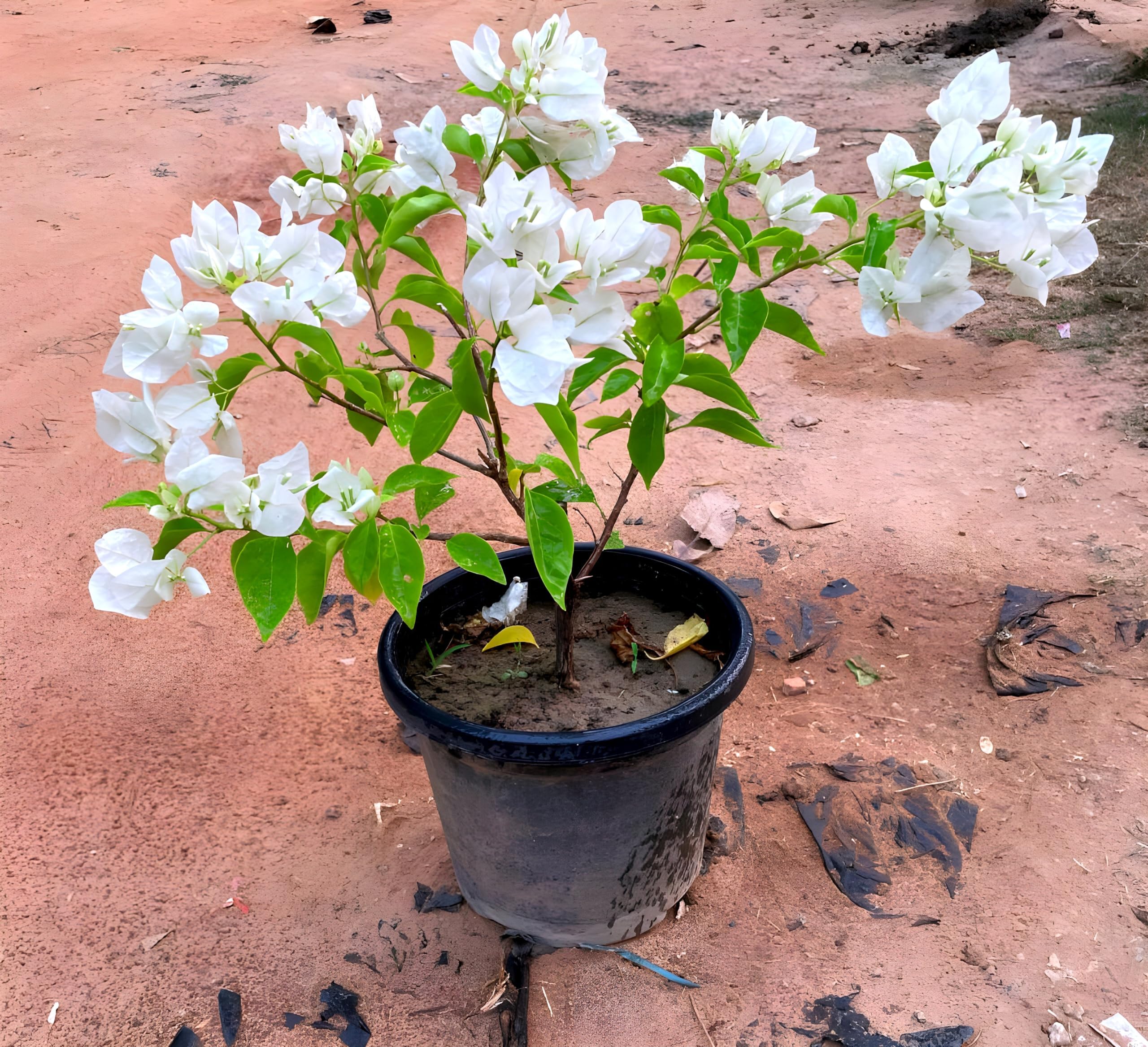 White Bougainvillea Flower | White Bougainvillea Plant