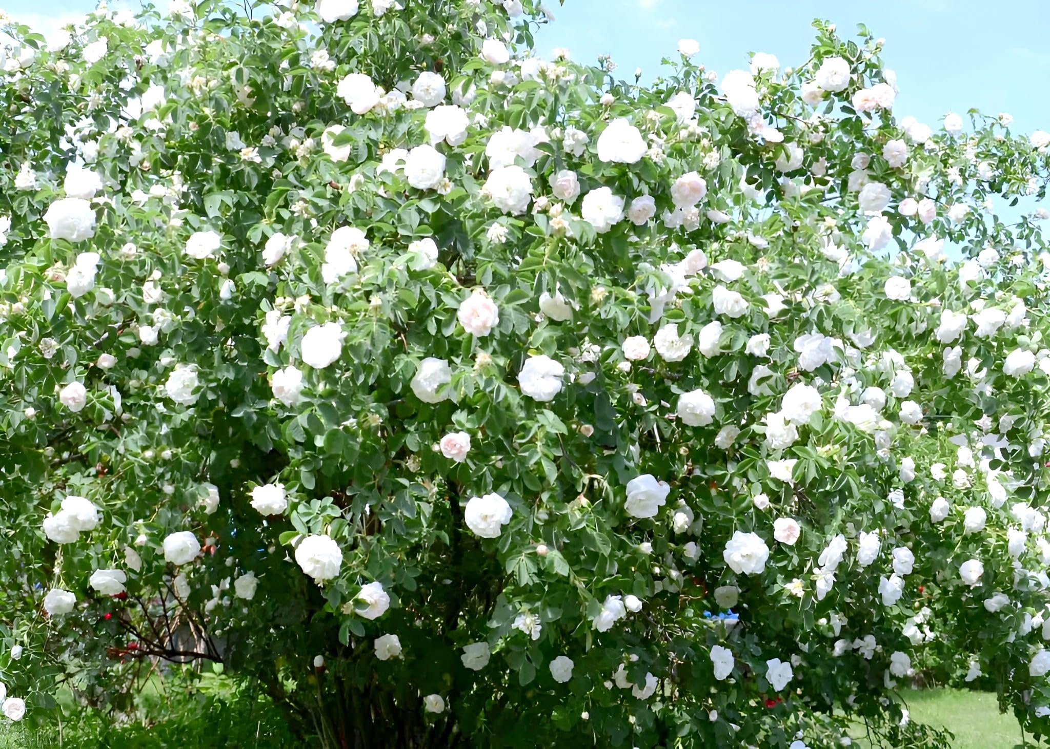 White Rose Flower | White Rose Plant