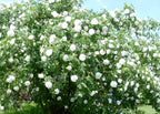 White Rose Flower | White Rose Plant