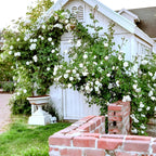 White Rose Flower | White Rose Plant