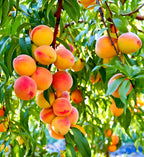 Peach Fruit | Peach Plant